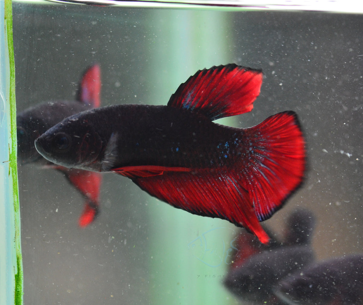 Vampire HMPK Male