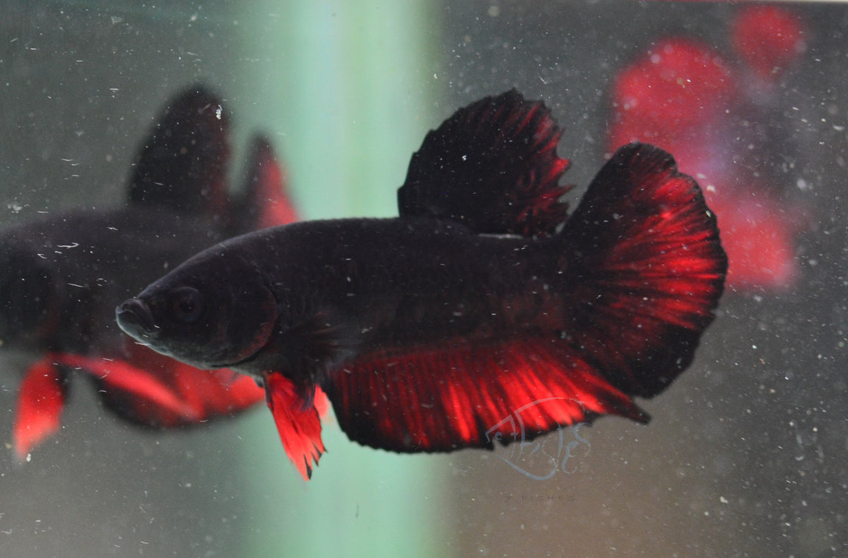 Vampire HMPK Male