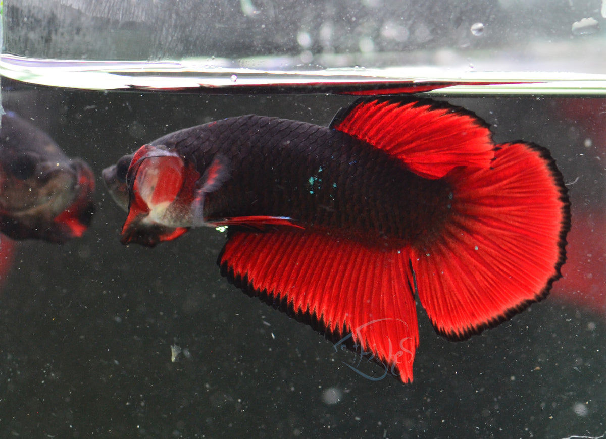 Vampire HMPK Male