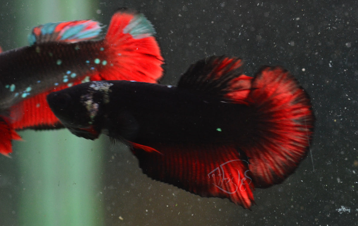 Vampire HMPK Male