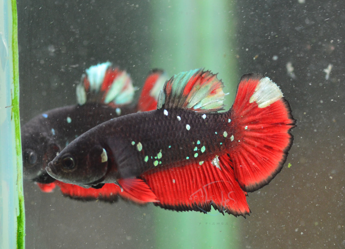 Vampire HMPK Male