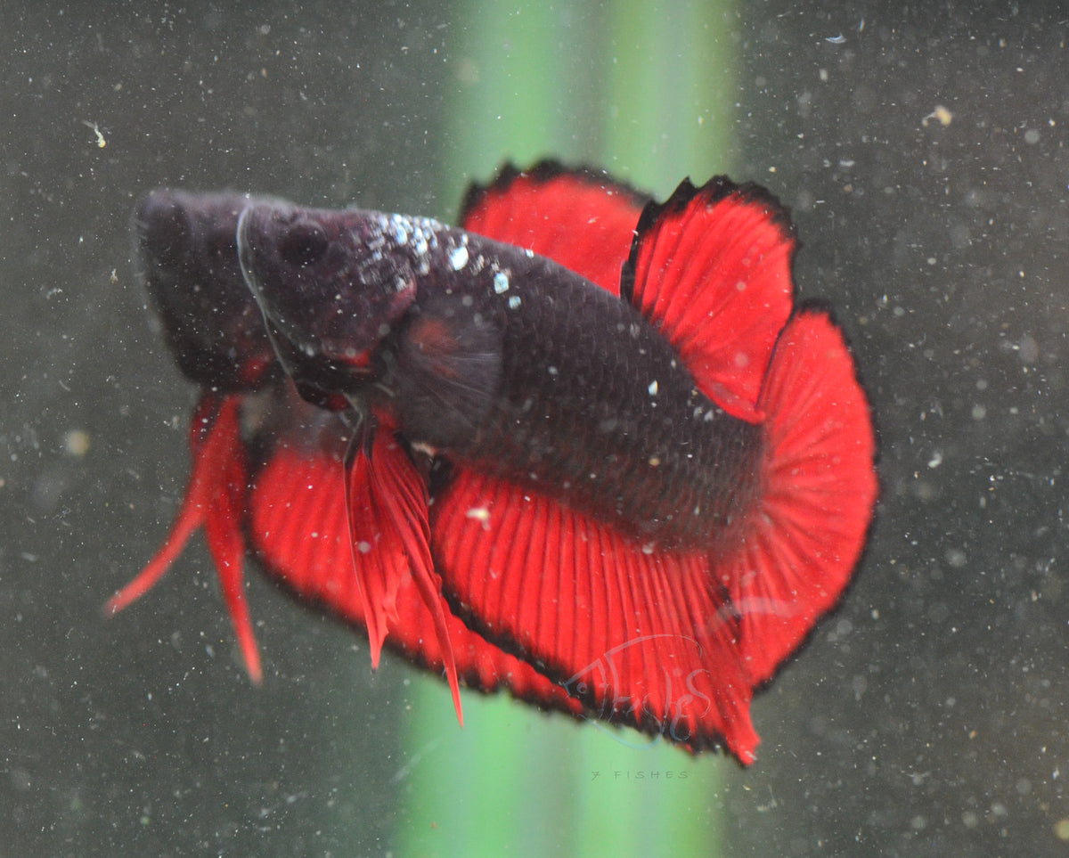 Vampire HMPK Male