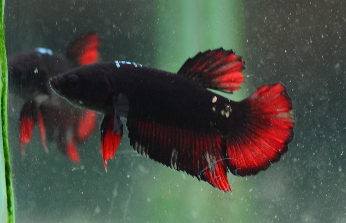Vampire HMPK Male
