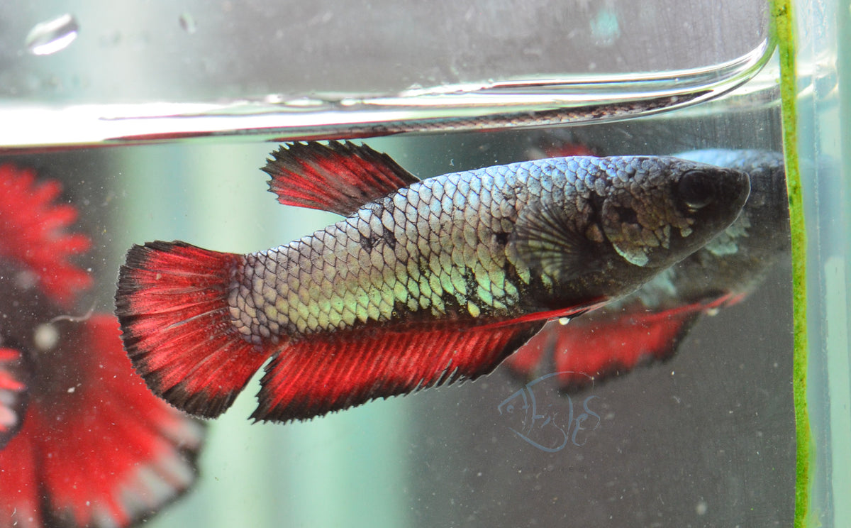 Copper Red HMPK Female
