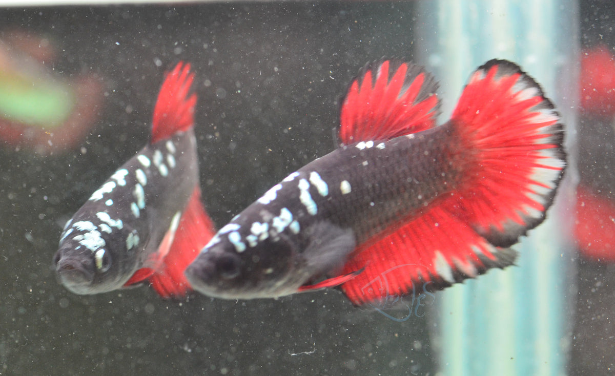 Vampire HMPK Male