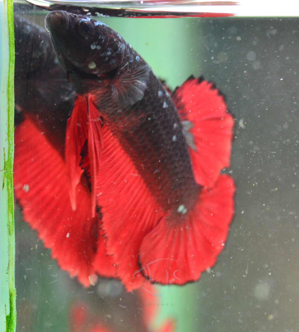 Vampire HMPK Male