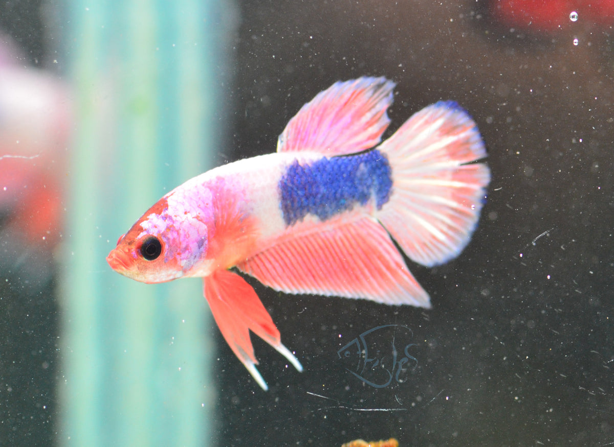 Pastel Pink Fancy Plakat Male