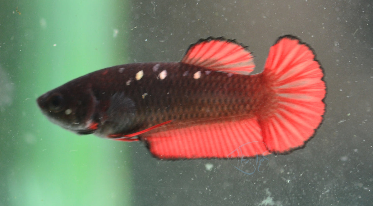 Vampire HMPK Female