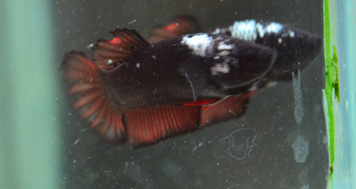 Vampire HMPK Female
