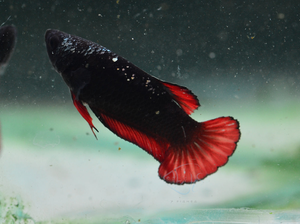 Vampire HMPK Female