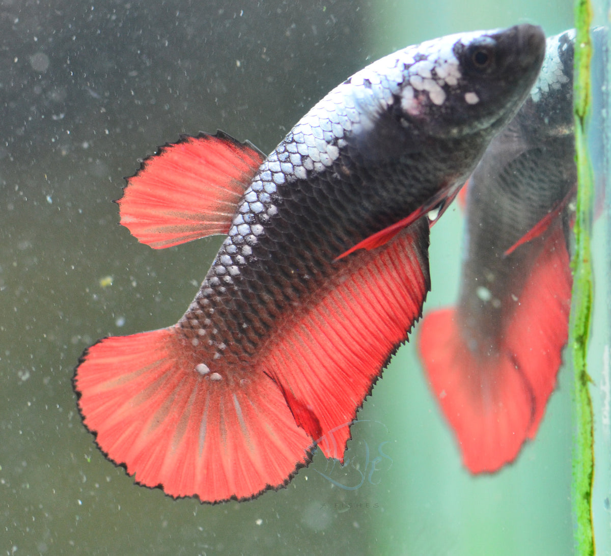 Vmapire HMPK Female