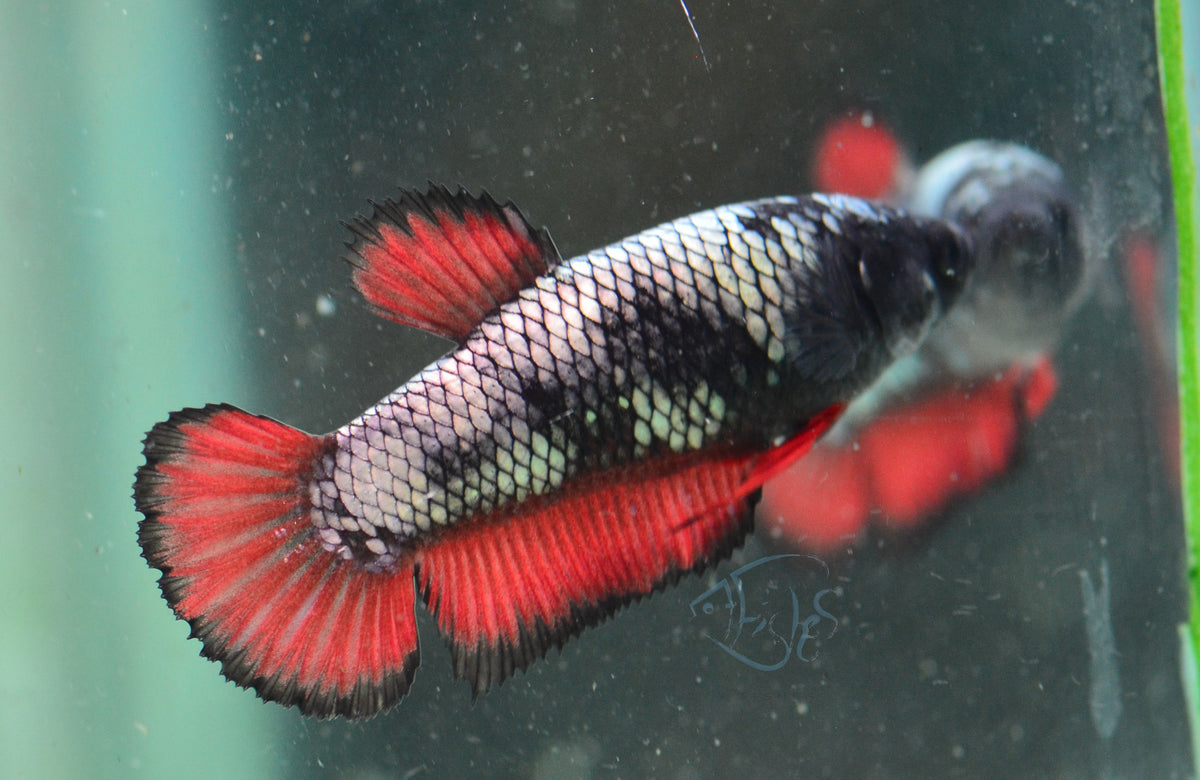 Copper Red HMPK Female