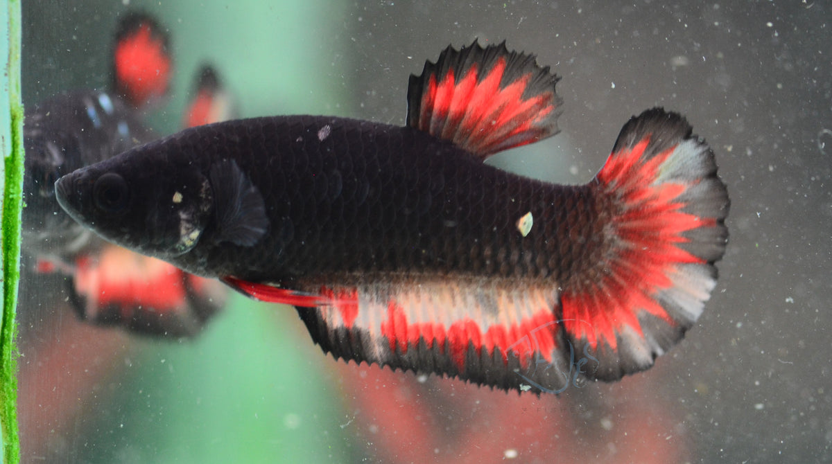 Nemo Vampire HMPK Female
