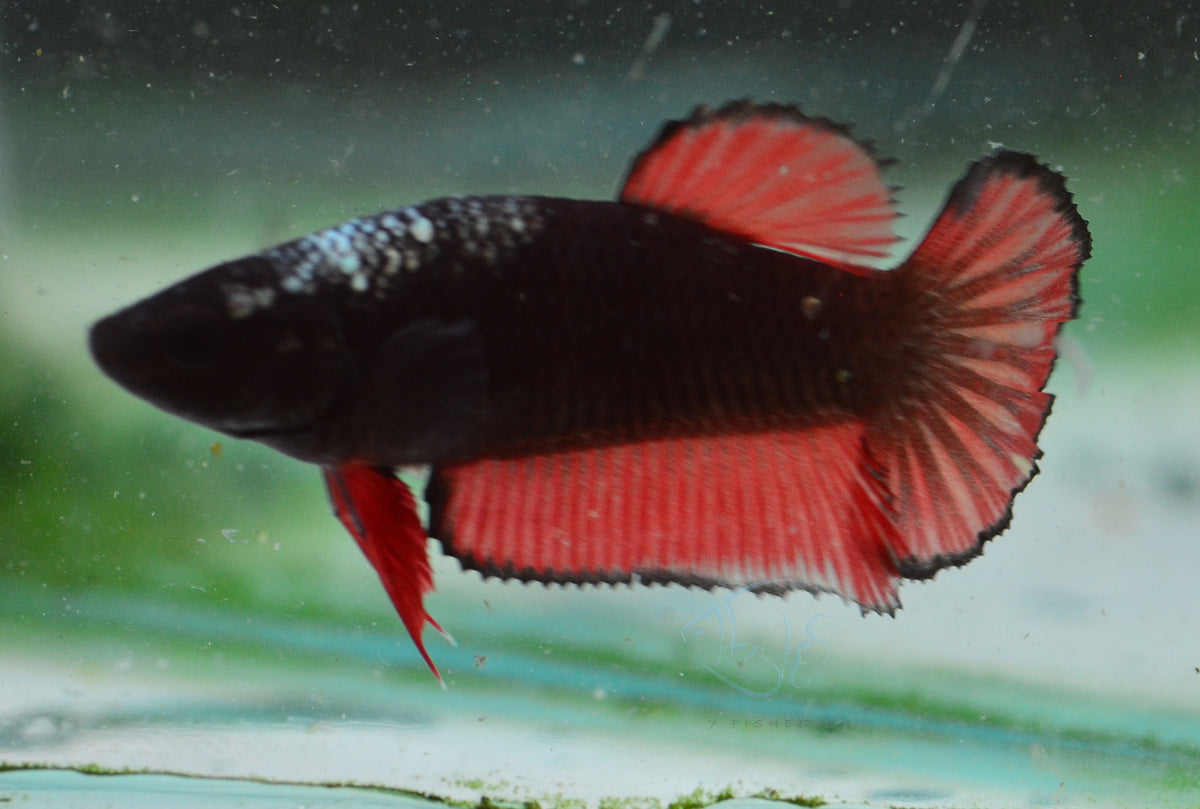 Vampire HMPK Female
