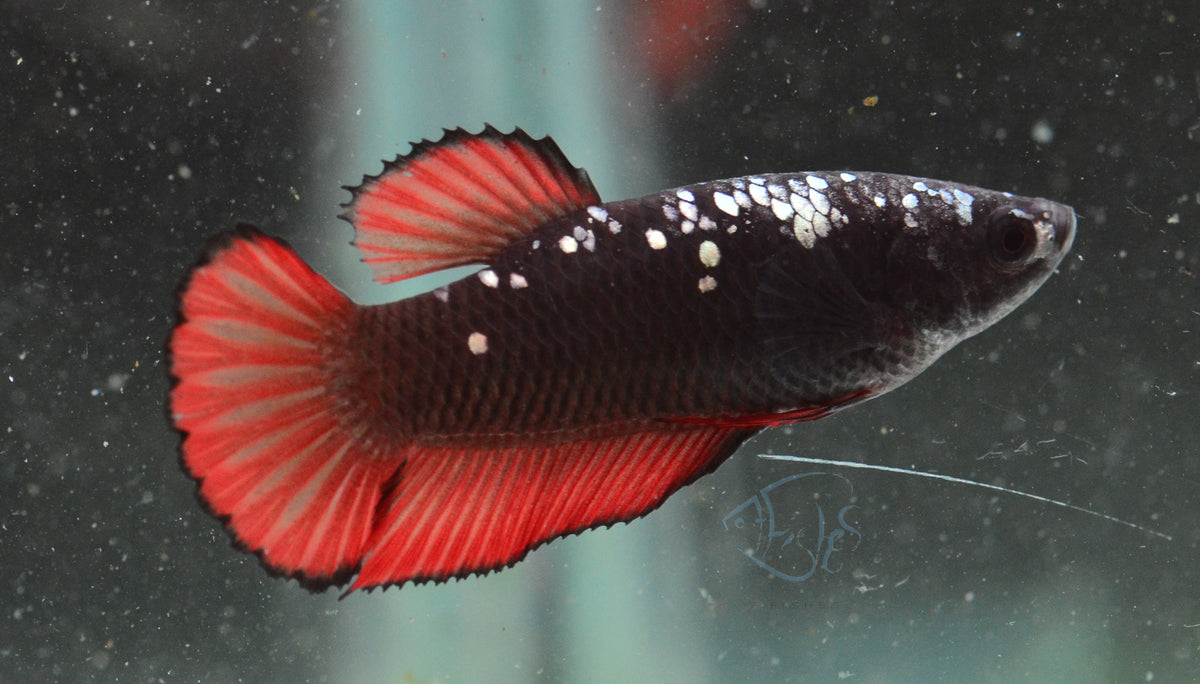 Vampire HMPK Female