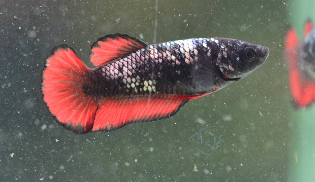 Vampire HMPK Female