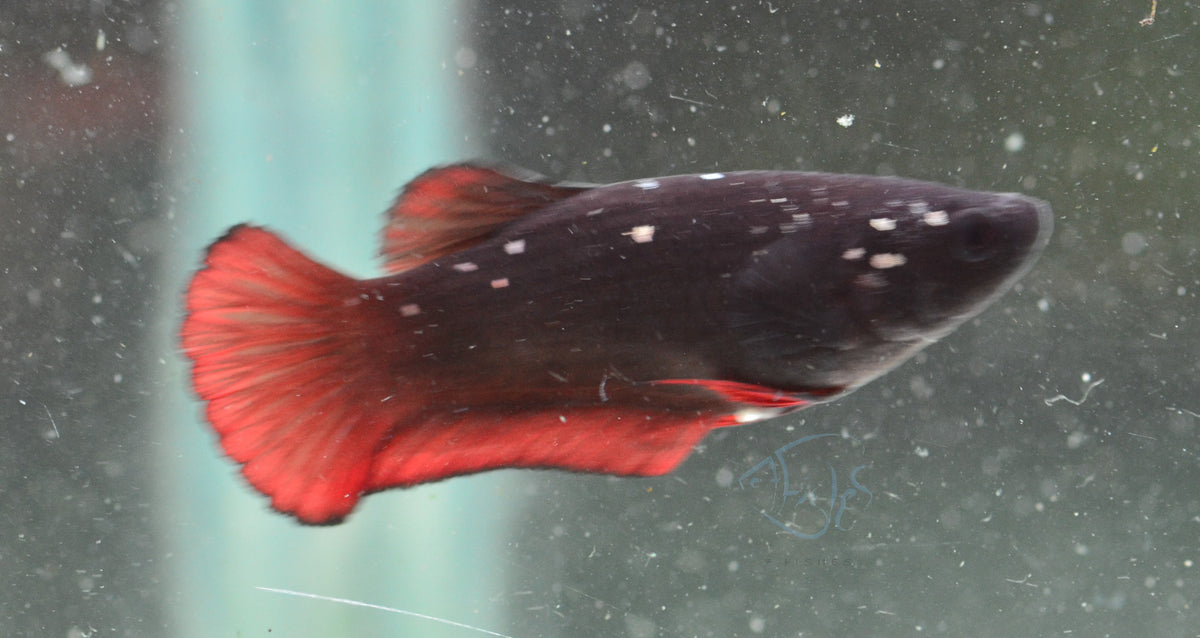 Vampire HMPK Female