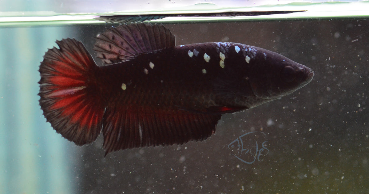 Vampire HMPK Female