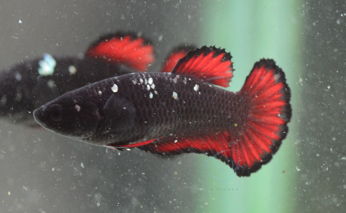 Vampire HMPK Female