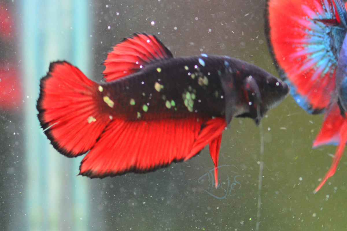Vampire HMPK Male