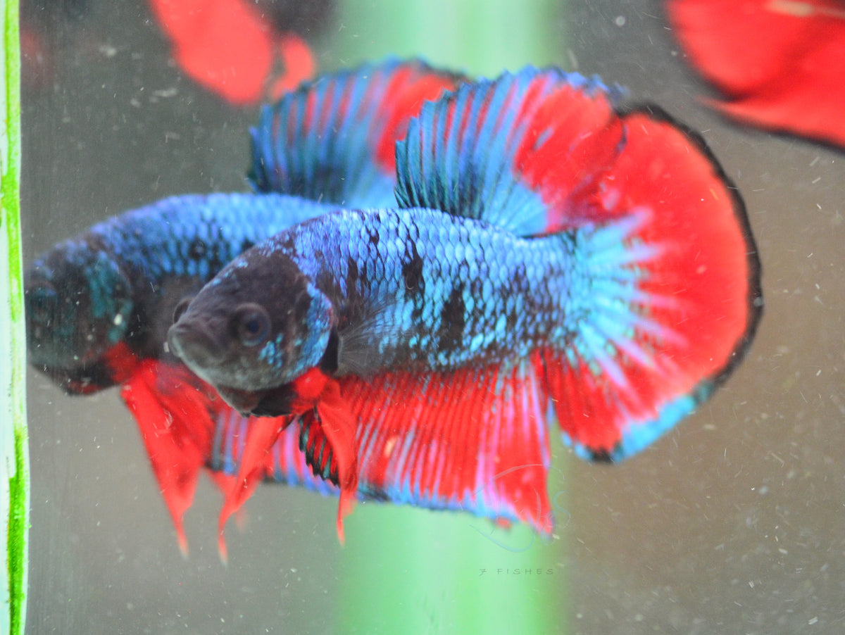 Bicolour Fancy HMPK Male