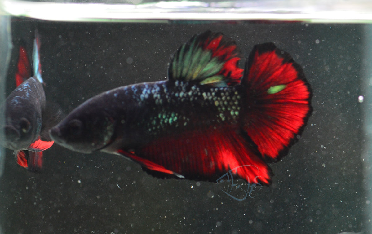 Vampire HMPK Male