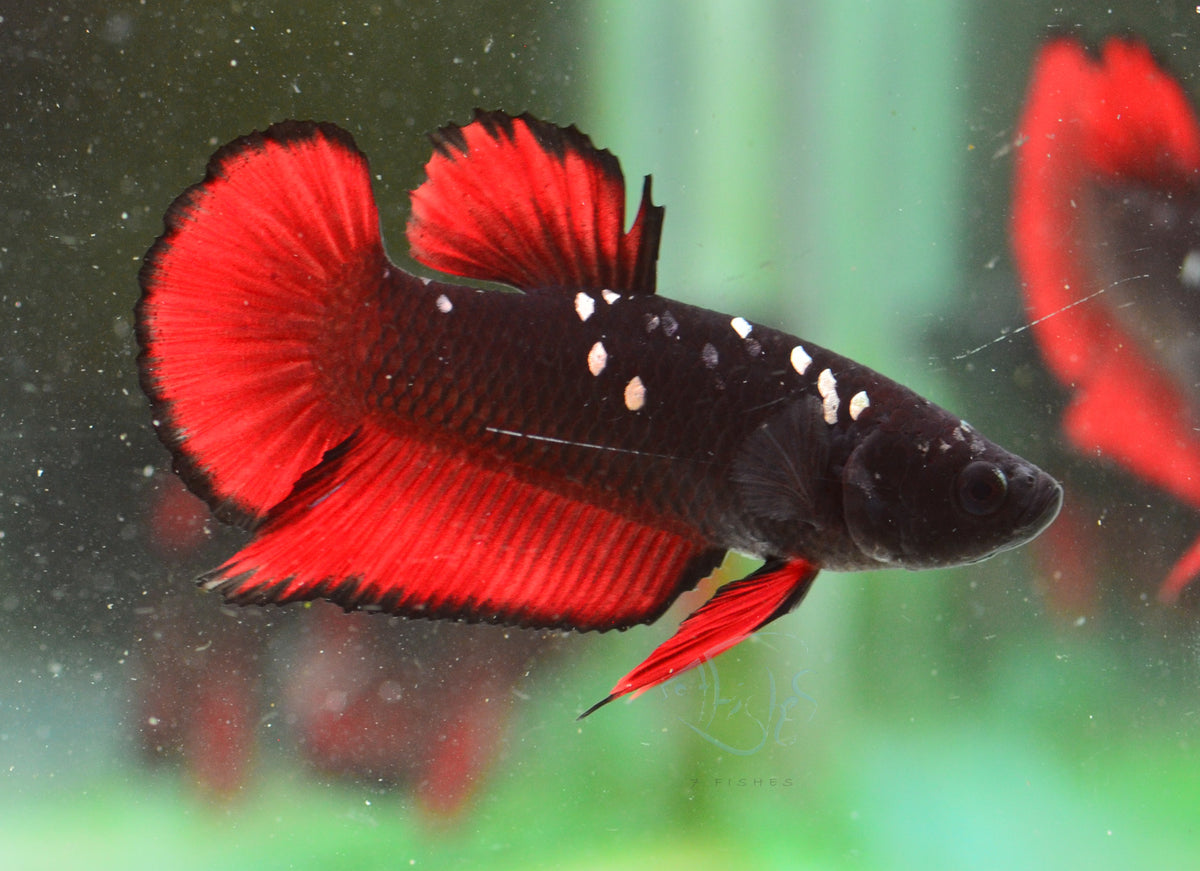 Vampire HMPK Male