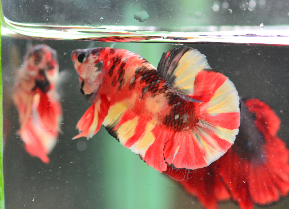 Copper Nemo HMPK Male