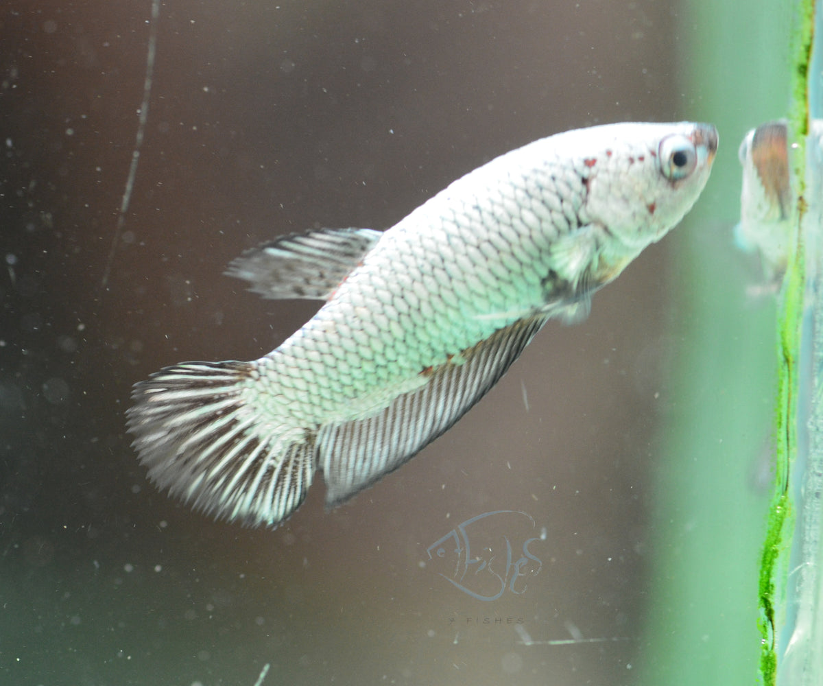 Black Dragon HMPK Female
