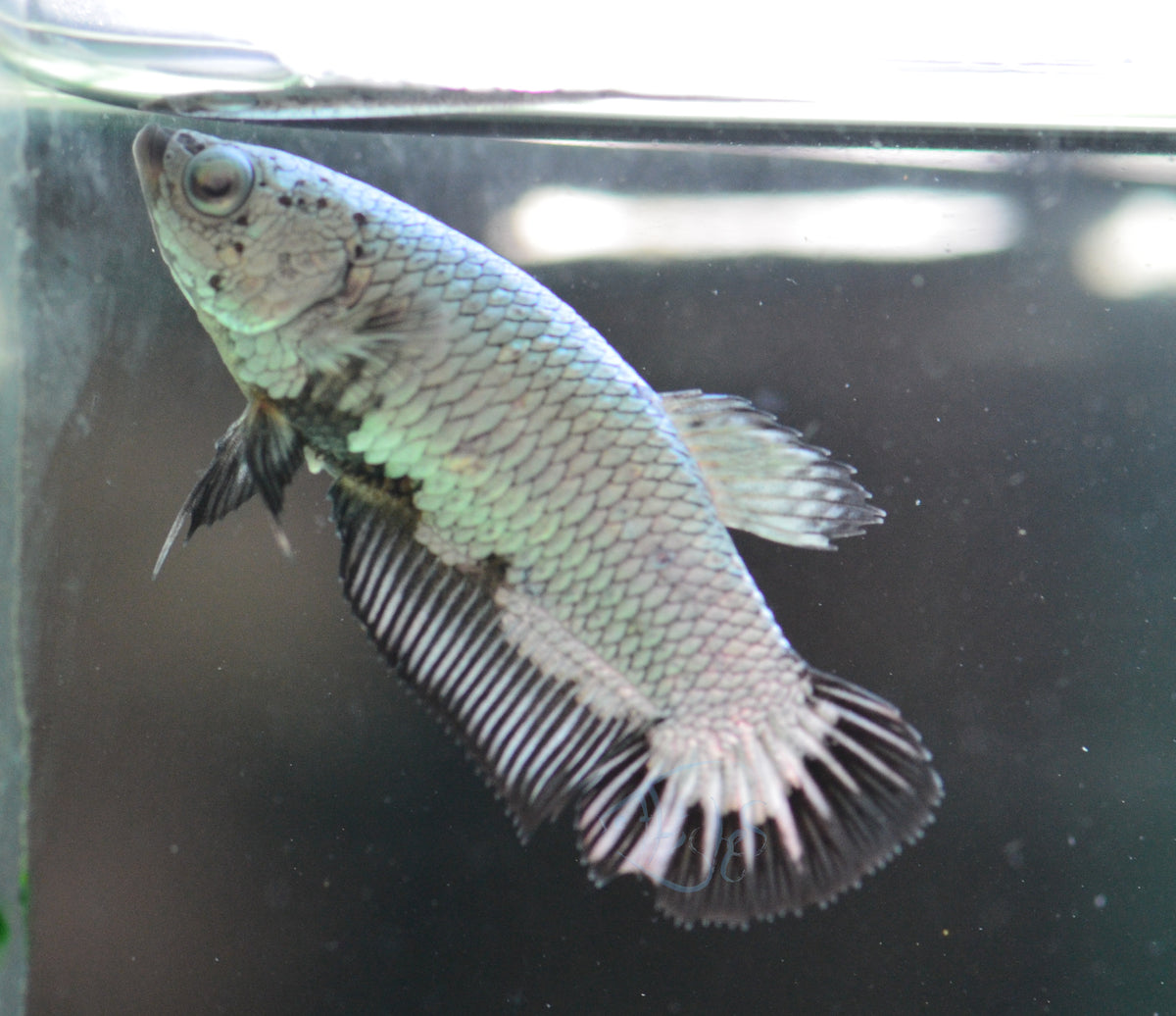 Black Dragon HMPK Female