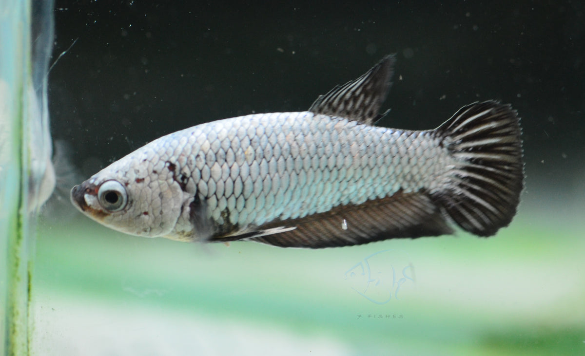 Black Dragon HMPK Female