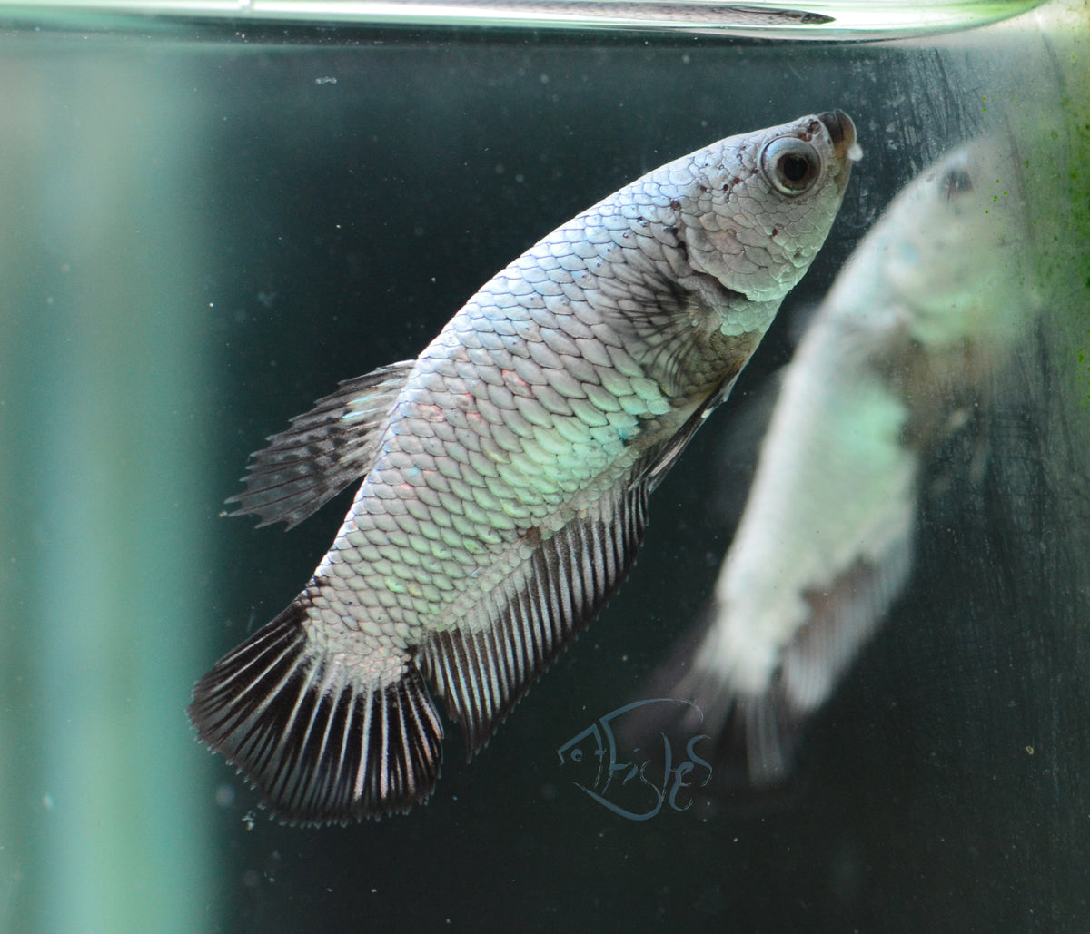 Black Dragon HMPK Female