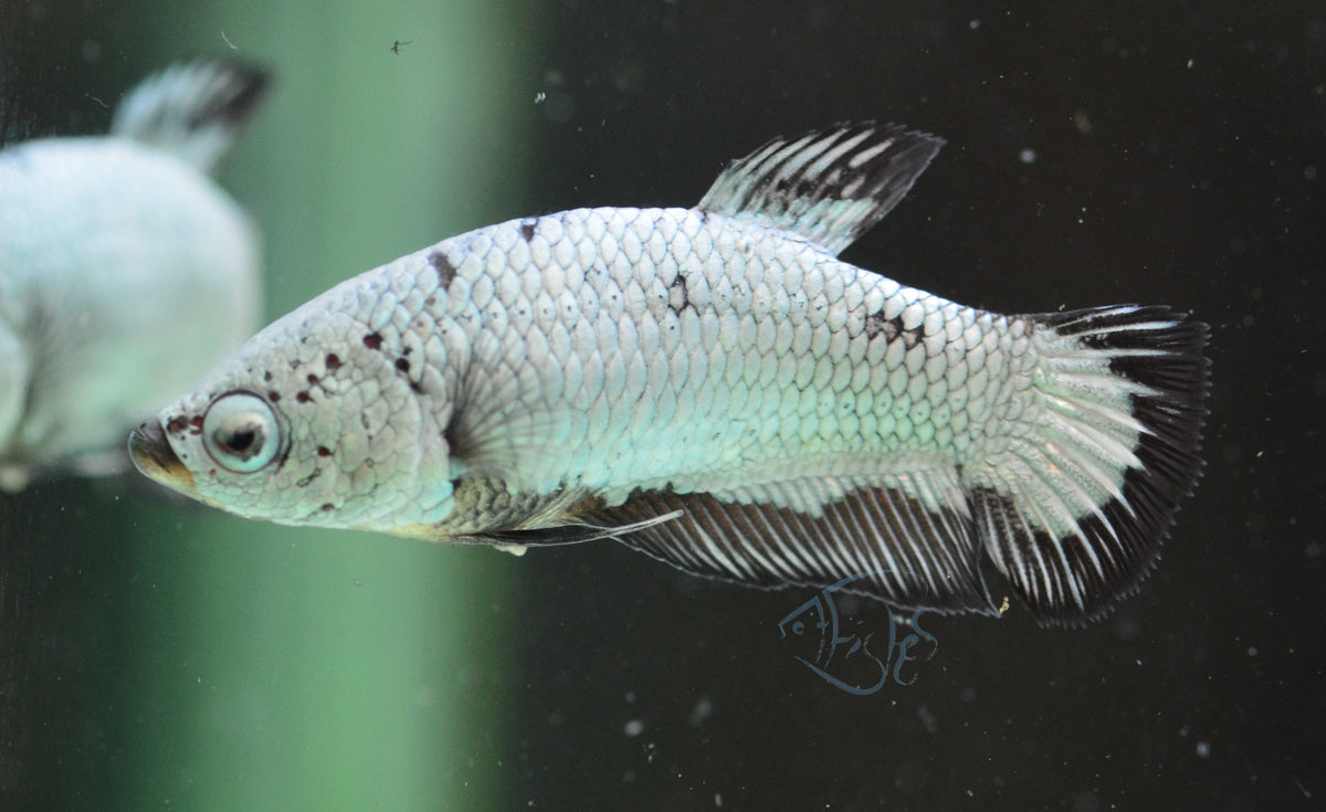 Black Dragon HMPK Female