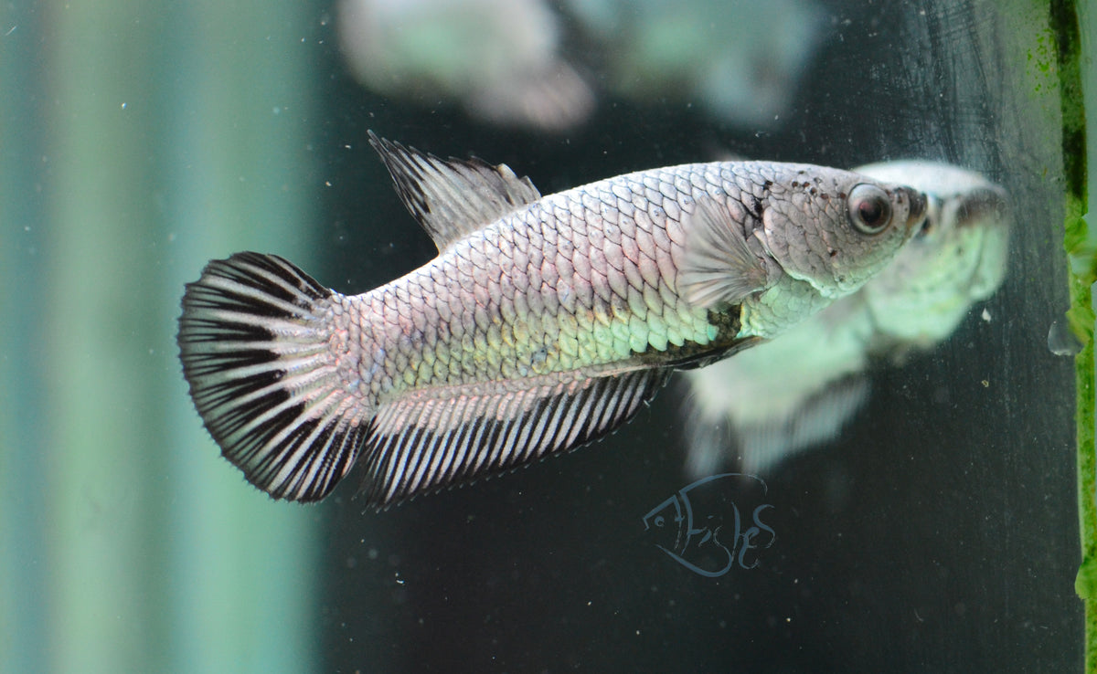 Black Dragon HMPK Female