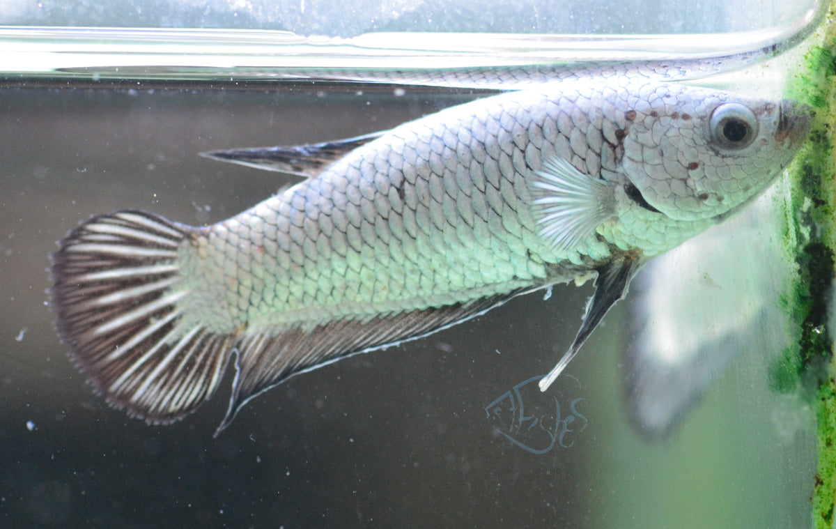 Black Dragon HMPK Female