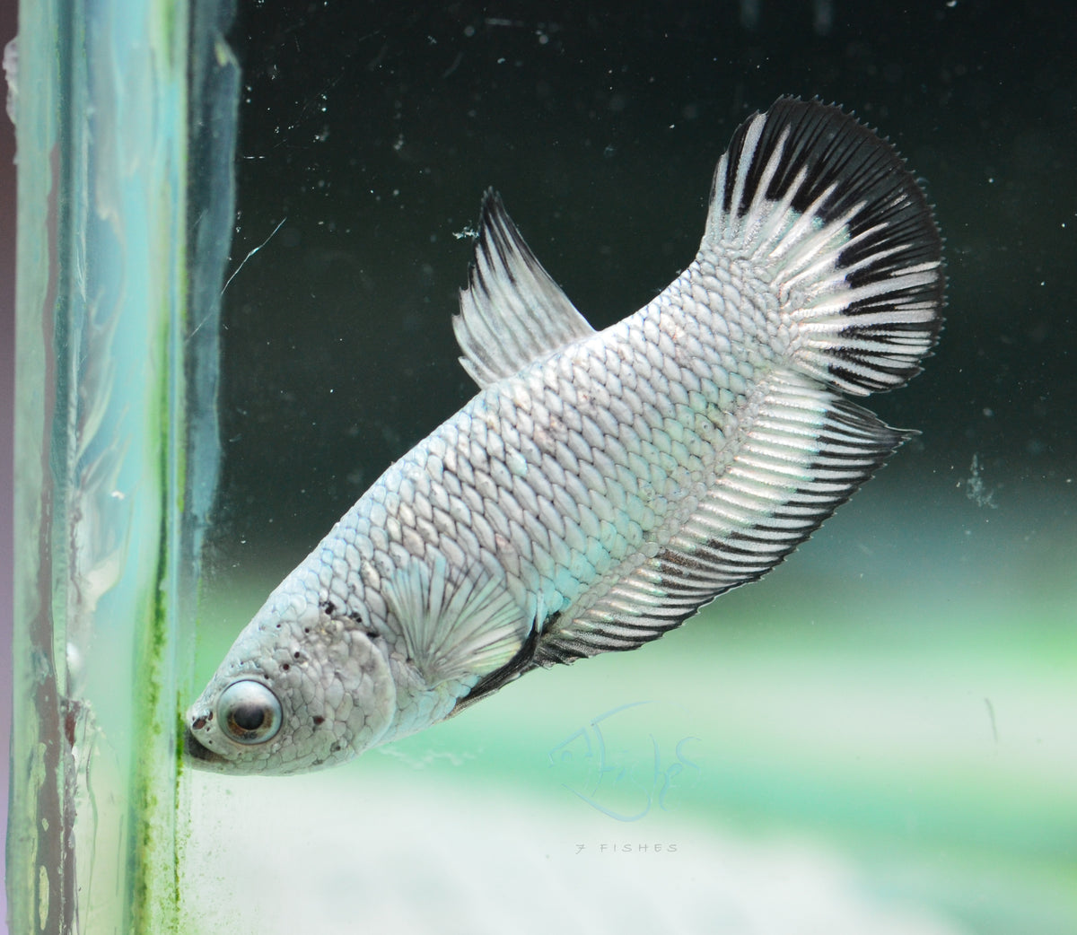 Black Dragon HMPK Female