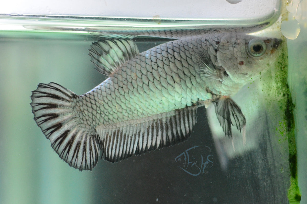 Black Dragon HMPK Female