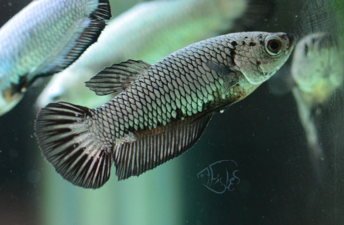 Black Dragon HMPK Female