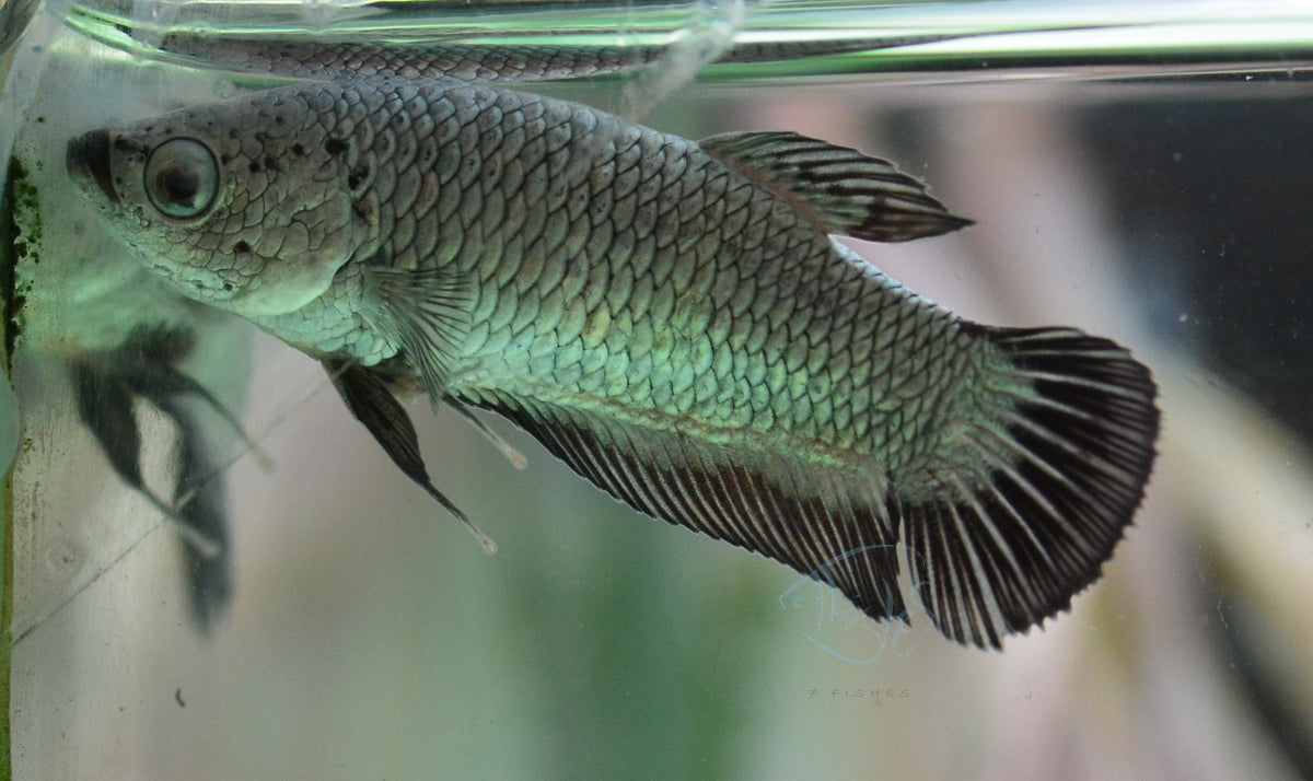 Black Dragon HMPK Female