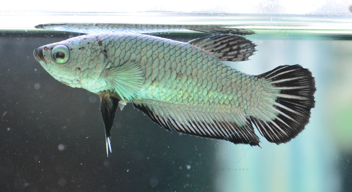 Black Dragon HMPK Female