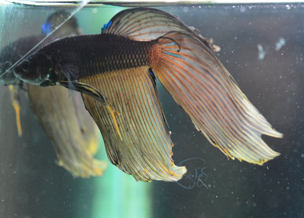 Mustard Veiltail Male
