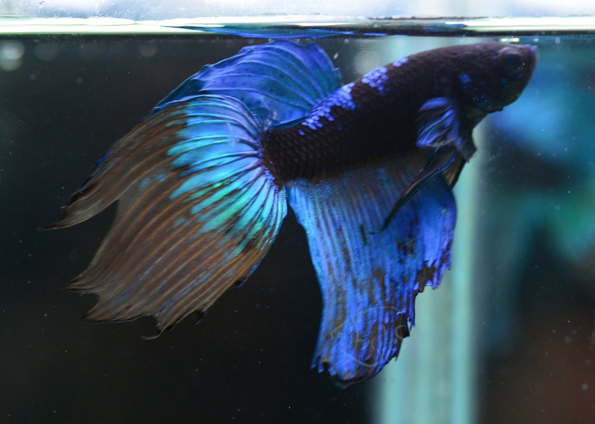 Avatar Veiltail Male