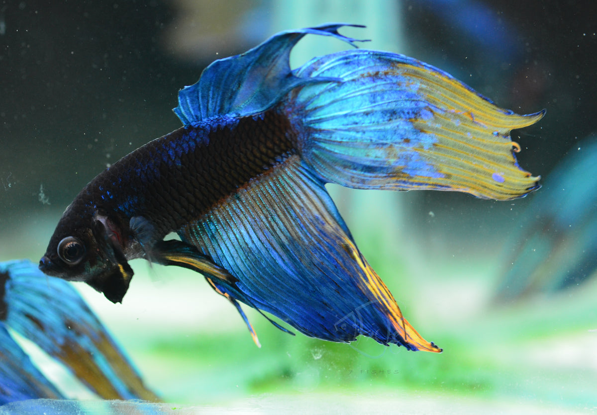 Avatar Veiltail Male