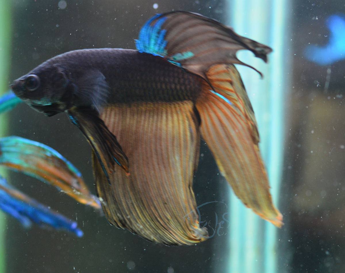 Mustard Veiltail Male