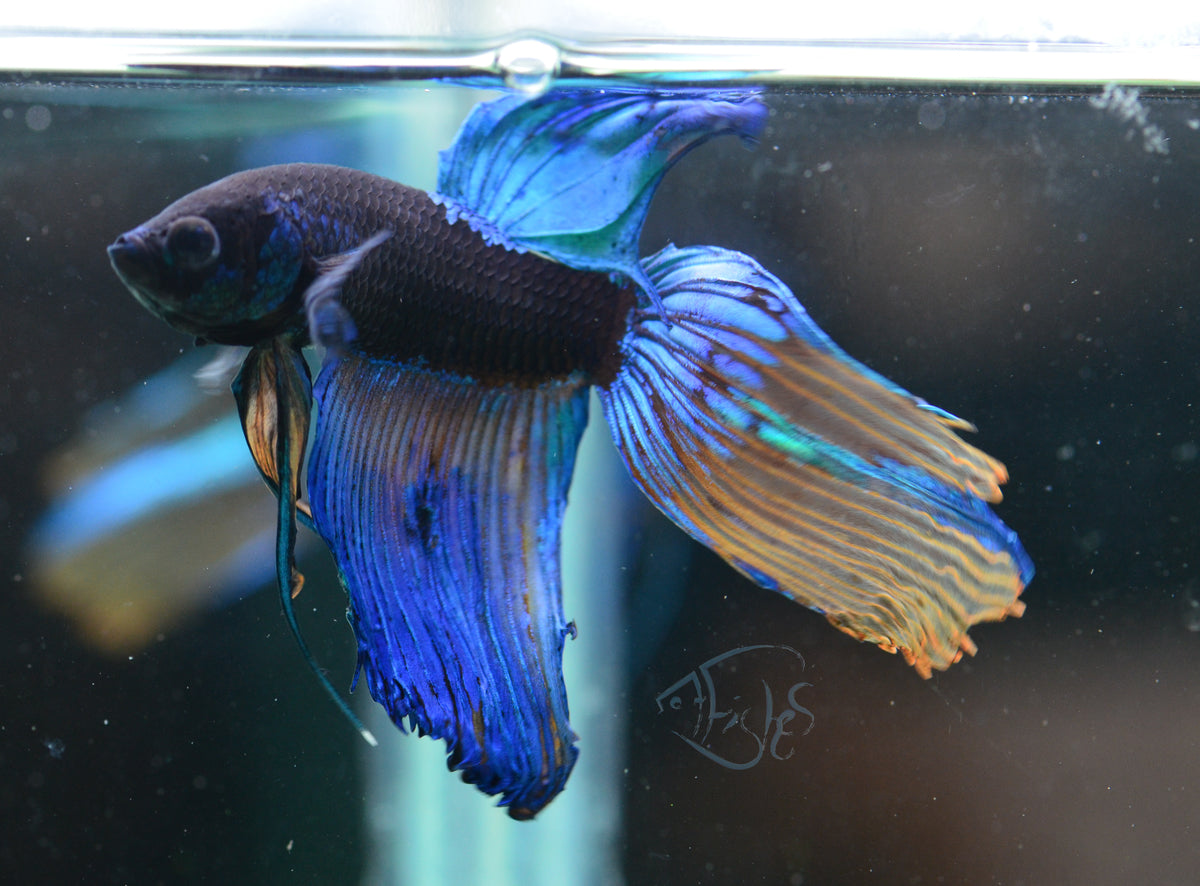 Avatar Veiltail Male