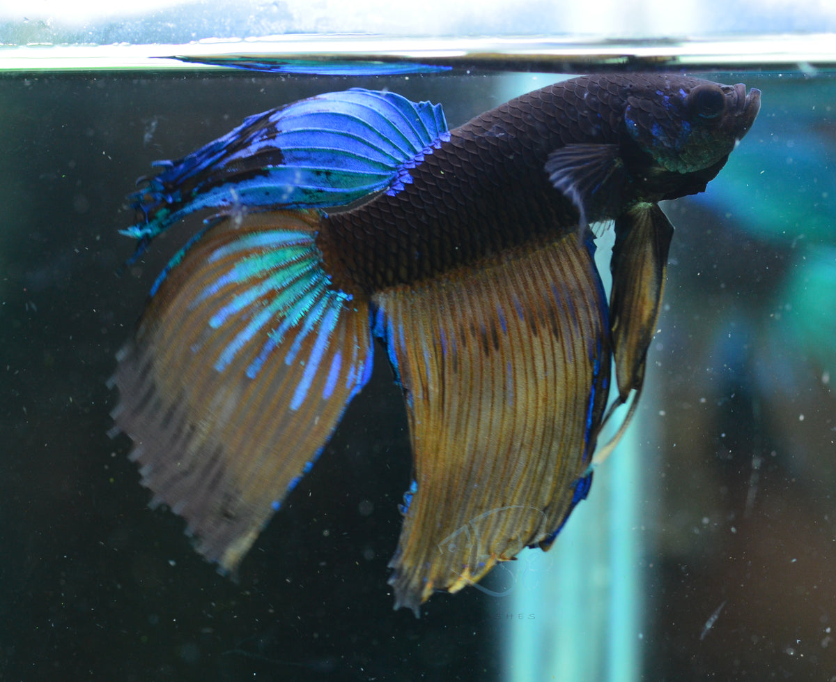 Avatar Veiltail Male