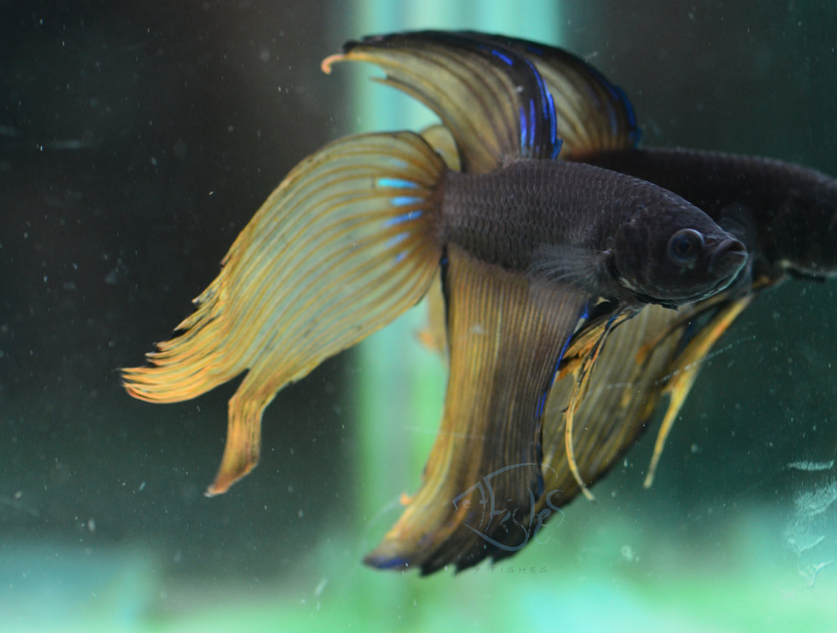 Mustard Veiltail Male