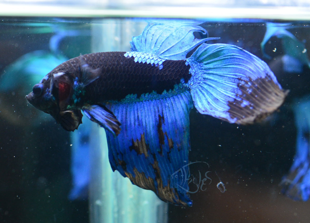 Avatar Veiltail Male