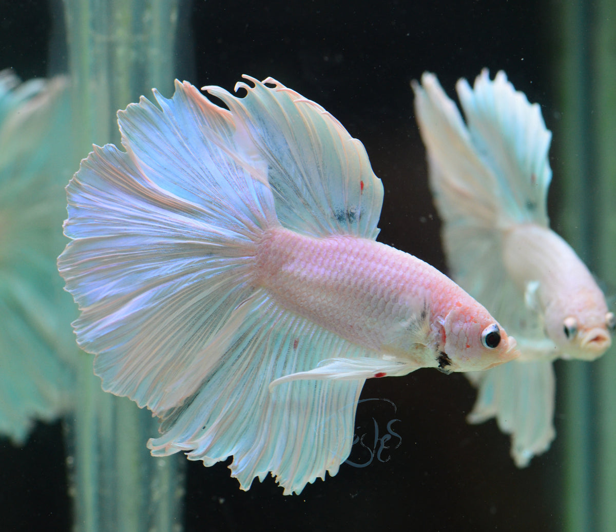 Platinum Halfmoon Male