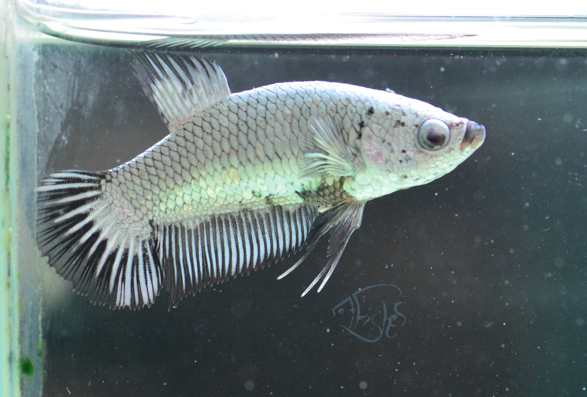 Black Dragon HMPK Female